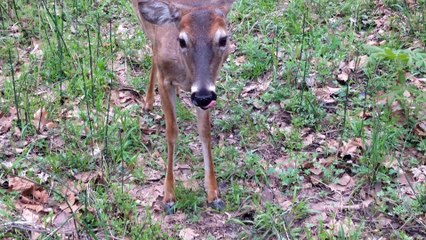 Young Buck Wants Attention