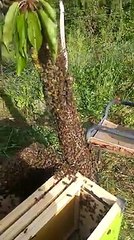 Migliaia di api nel mio giardino