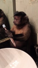 Pet Monkey Wants Clean Teeth