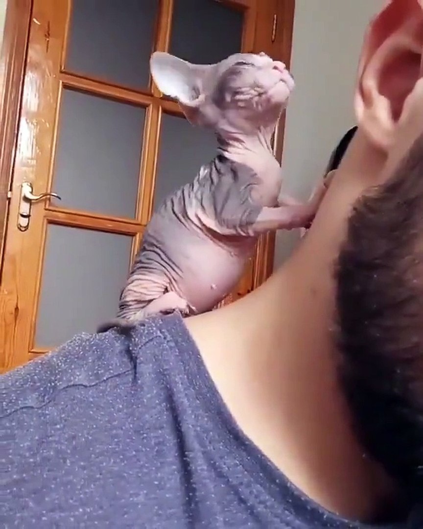 Ко-тайский массаж :DКотопедия в Telegram: