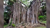 Banian de Howrah : il est tellement grand que cet arbre est le seul à faire la taille d'une forêt