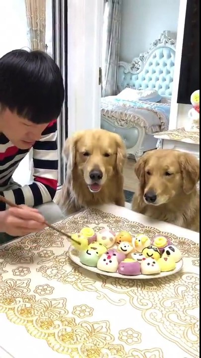 Funny Dogs