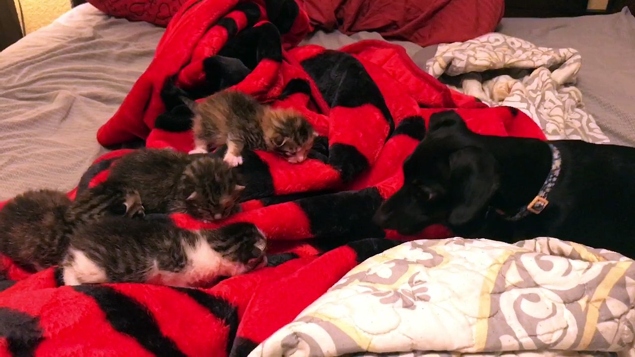 Lilly meeting her new friends. Pt.1