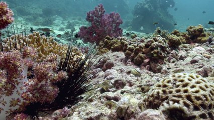 Arabian Seas Series 1 1of5 Carnivores of the Coral Garden