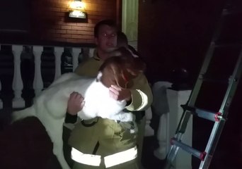 Firefighters Rescue Hungry Goat From Smithfield Rooftop