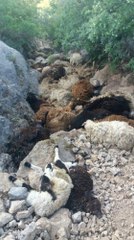 Sürü Psikolojisi: 49 Koyun Birbirini Ezerek Telef Oldu!