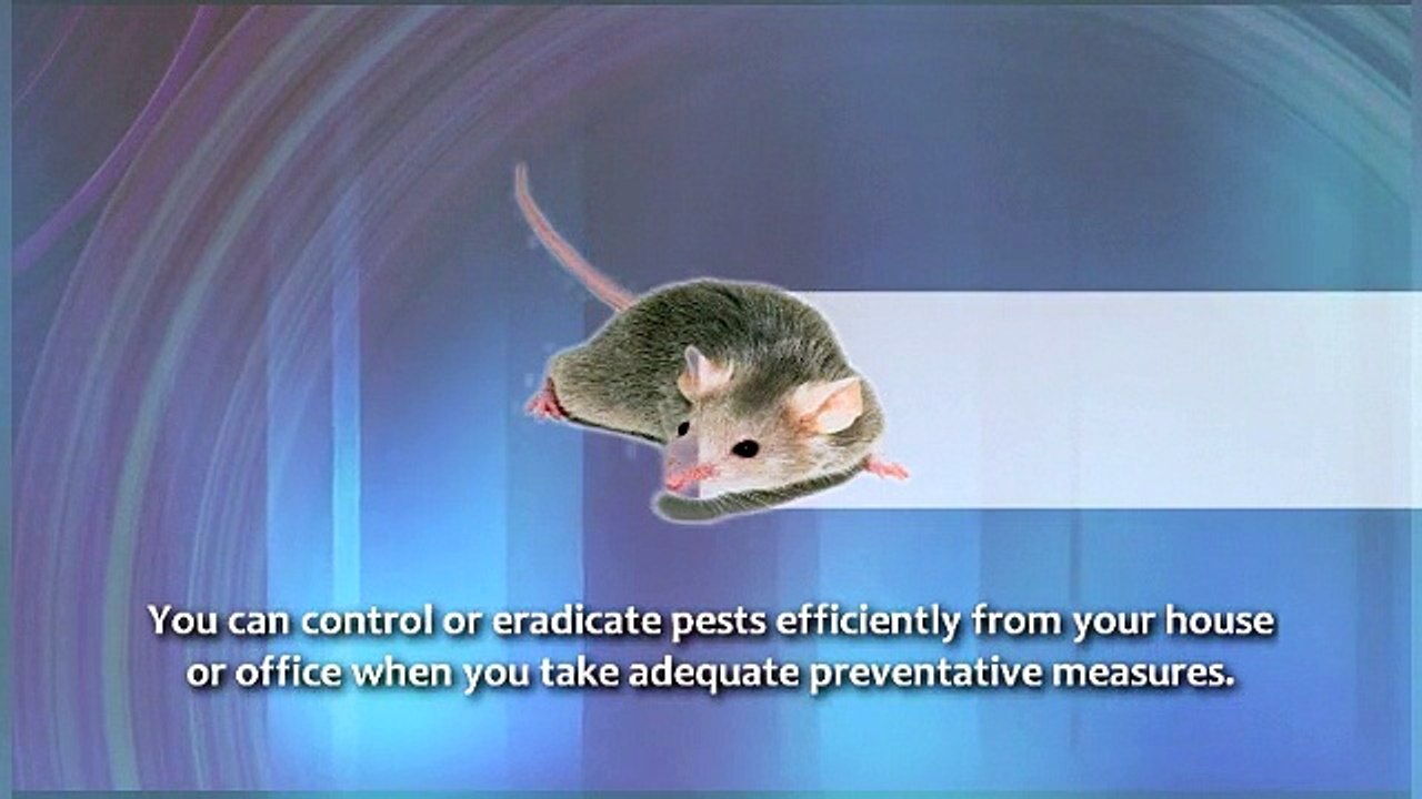 Control Mice in Toronto - Greenleafpestcontrol.com
