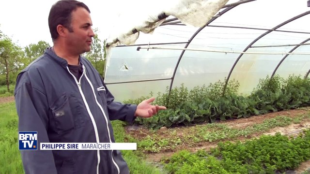 Vague de froid: les primeurs menacés