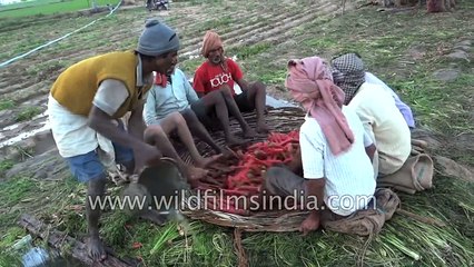 Only in India- Farmers wash and clean carrots with their feet!
