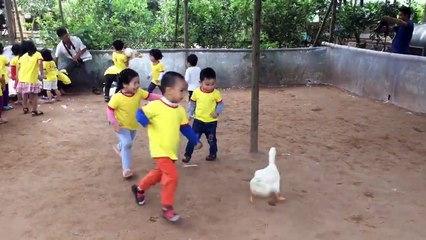 children are catching ducks