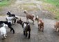 Group of Miniature Newborn Goats Majorly Frighten a Chihuahua