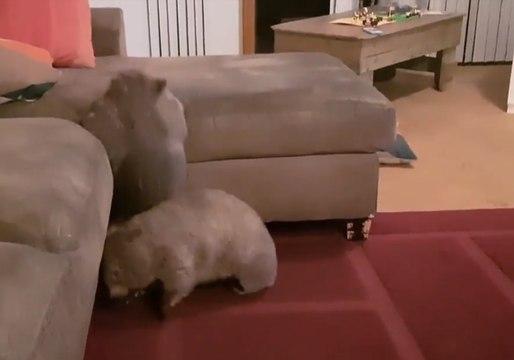 Clumsy Wombats Finally Manage to Jump on the Couch
