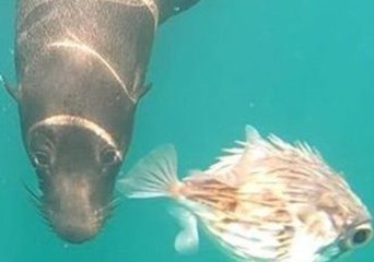 Port Phillip Fur Seals Fascinated by Puffer Fish