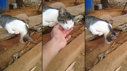 Un chat entrain de se reposer