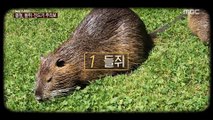 [뉴스 스토리] 봄철, 들쥐·진드기 주의보