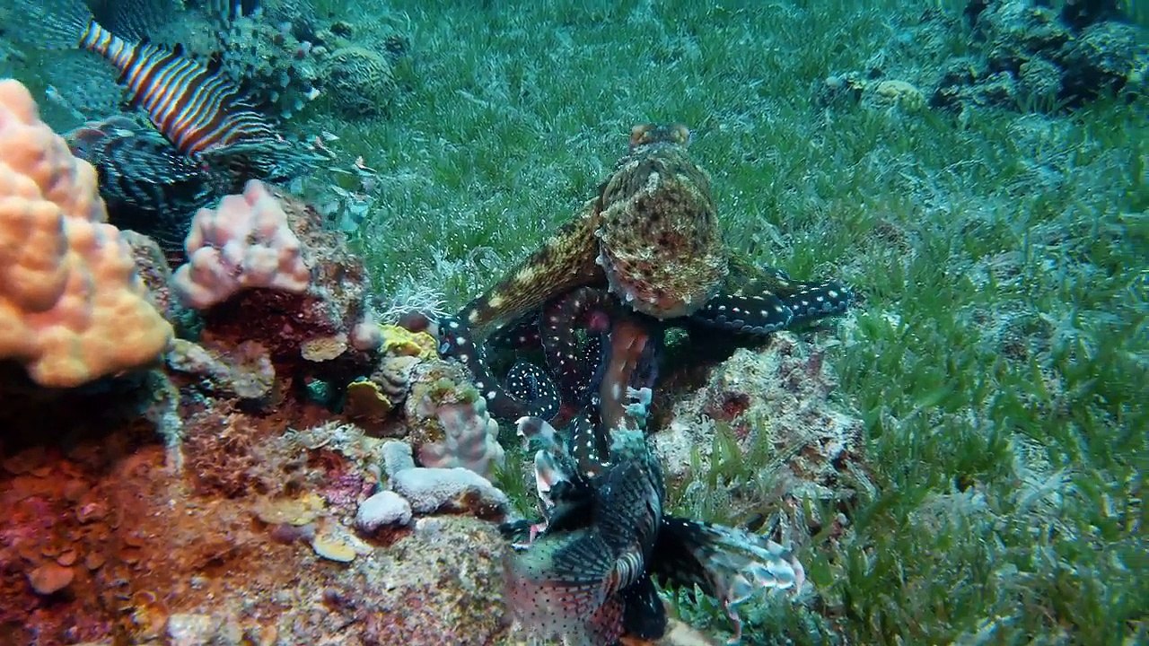 Wild Israel Series 1 3of5 Red Sea Wilderness