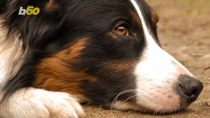 These Dogs Definitely Belong in These Hogwarts Houses