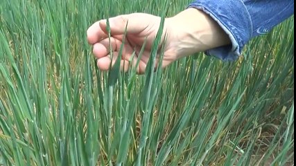 Buğday Ve Arpalar Umutla Yağmuru Bekliyor