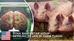 Otak babi tetap hidup di luar tubuhnya selama 36 jam  - TomoNews