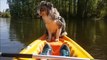 Ce chien qui lutte contre le sommeil au bord d'un kayak fait des millions de vues