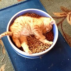 One of these things is not like the... - Try Not to Laugh