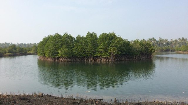 Cyclone shield: Breathing new life into Myanmar's mangroves | earthrise