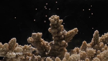 Cientistas tentam salvar corais na África do Sul