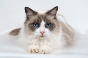 Friendly Facts About Ragdoll Cats By Dr Jennifer Creed