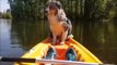Ce chien tombe de sommeil à bord d'un canoe... Adorable