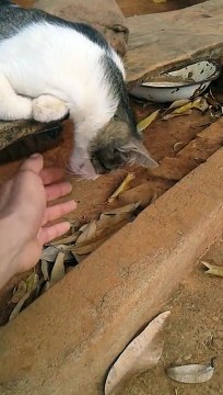 Ce chat est vraiment très très fatigué... Tête trop lourde