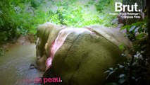 Le trafic de peau : une nouvelle menace pour les éléphants