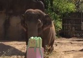 Mai Thai the Elephant Celebrates 45th Birthday at Cincinnati Zoo