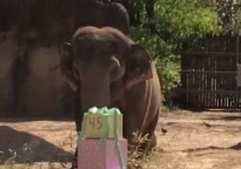Mai Thai the Elephant Celebrates 45th Birthday at Cincinnati Zoo