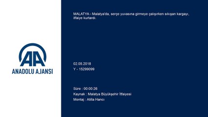 Serçe yuvasına girmeye çalışırken sıkışan kargayı itfaiye kurtardı - MALATYA