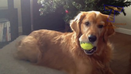 We are NOT RESPONSIBLE if you DIE FROM LAUGHING - Super FUNNY ANIMAL compilation