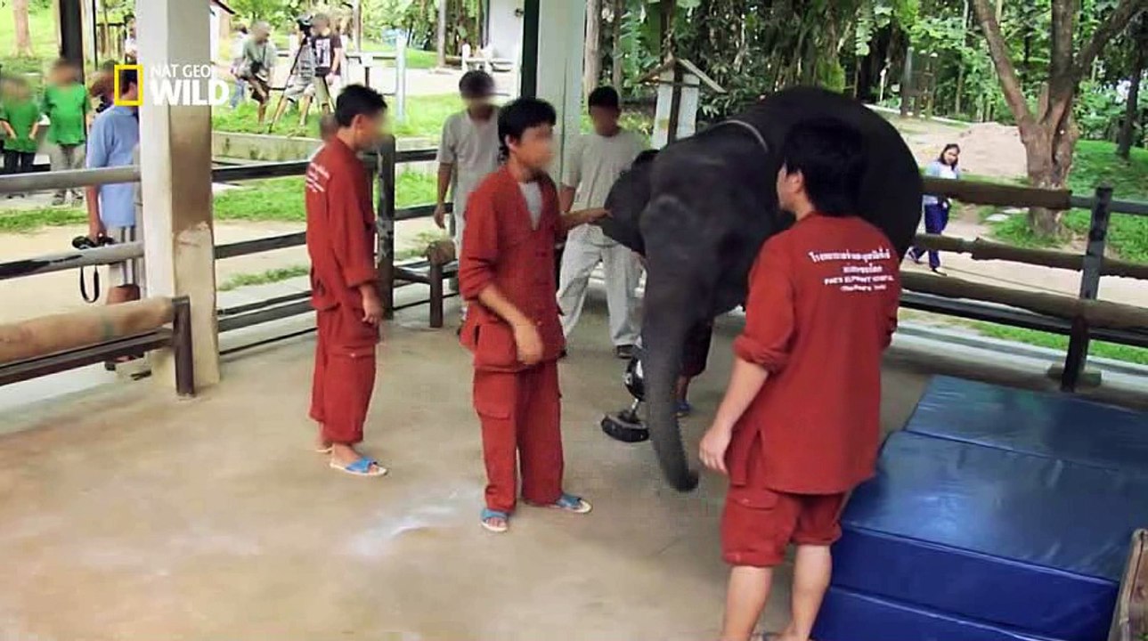 Drôles d'amis  Drôles d'amours