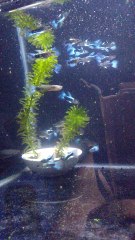 Guppy Blue neon - Hướng dẫn nuôi cá bảy màu