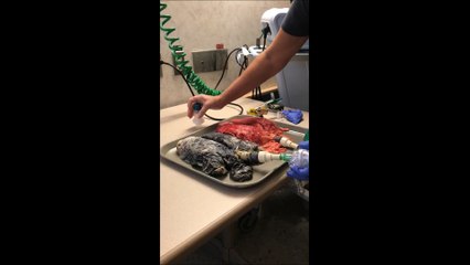 Cette vidéo d'un poumon de fumeur à coté d'un poumon sain va probablement réussir à vous faire arrêter de fumer