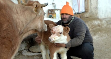 Beyin Zarı Dışarıda Olan Buzağı Arda, Üç Saatlik Operasyonla Sağlığına Kavuştu