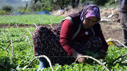 Kadınların zorlu tütün mesaisi - ADIYAMAN