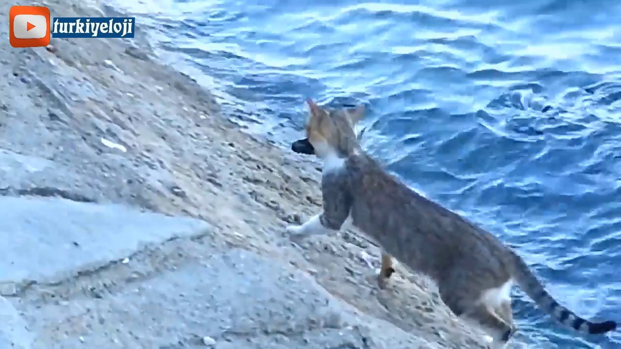 Maharetli Kedinin Harika Balık Avı