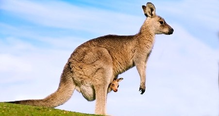 Avustralya 1 Milyondan Fazla Kanguruyu Öldürecek, Hayvanseverler Tepkili