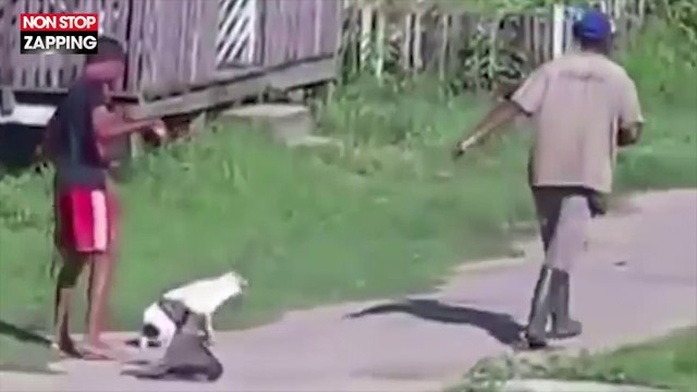 Brésil : Des chiens maltraités et battus avant d'être tués, la vidéo choc