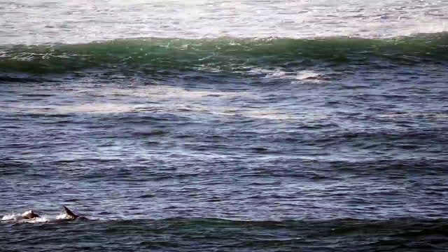 Un dauphin pousse un paddleboardeur