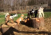 Baby Goats Jump for Joy After Going Outside for the First Time