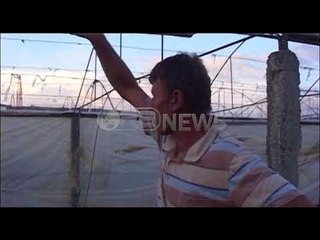 Ora News - Stuhia në Lushnje, dëmtohen të mbjellat e vjeshtës e serrat