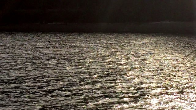 Orcas in Puget Sound