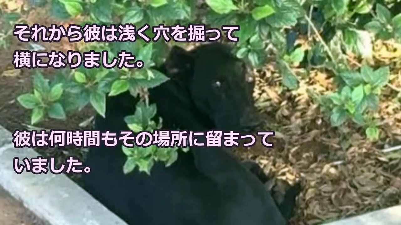 【衝撃】あまりにも残酷過ぎる家族の最期…１匹の犬は生き残るために身を隠した…【世界が感動！涙と感動エピソード】