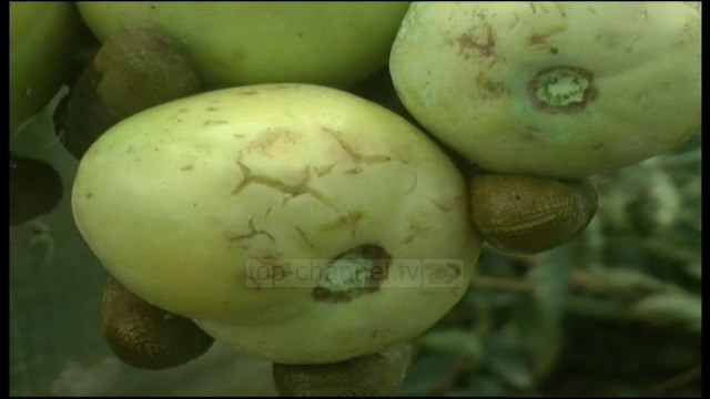 Breshëri dëmton të mbjellat e fermerëve në Korçë- Top Channel Albania - News - Lajme