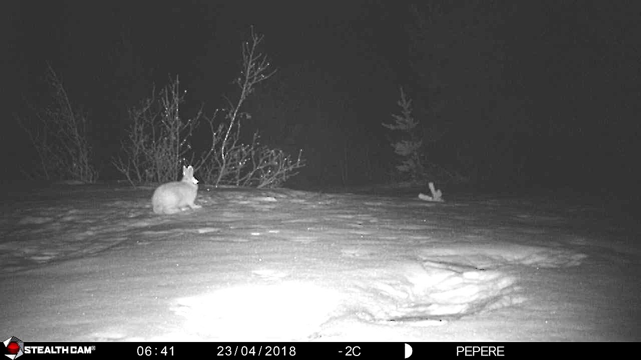 23-04-2018 - broceliande - lievre